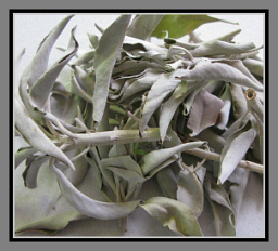 White sage - wands and loose leaf